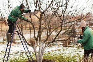 Im Garten gibt es auch während der Winterruhe genug zu tun.