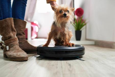 Woman placing Yorkshire terrier on robotic vacuum cleaner at...
