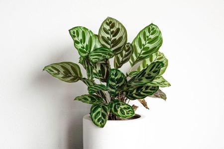 Die Calathea punktet nicht nur mit ihren außergewöhnlichen Blättern, die sich übrigens bei geringer Lichtmenge schließen. Si...