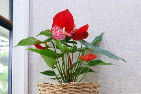 Die Flamingoblume begeistert vor allem mit ihrer leuchtenden roten Farbe. Sie gilt als eine der effektivsten luftreinigenden...