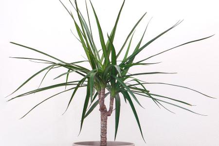 Diese haben auch gegen den aus Afrika stammenden Drachenbaum keine Chance. Dank seines eindrucksvollen Blattschmucks wertet ...