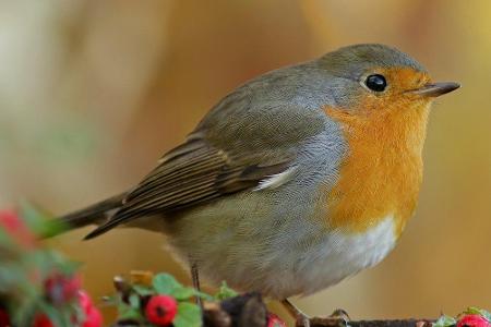 Damit sich Vögel wie das Rotkehlchen wohlfühlen, müssen Gartenbesitzer einige Dinge beachten...