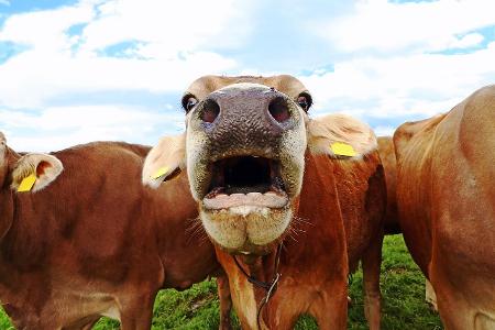 Ungewöhnliche Hobbys Muhen