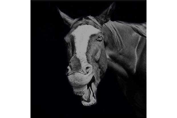 Holly Taylor / Animal Friends Comedy Pet Photo Awards