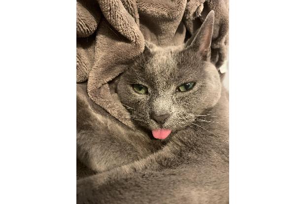 Laura Pickup / Animal Friends Comedy Pet Photo Awards