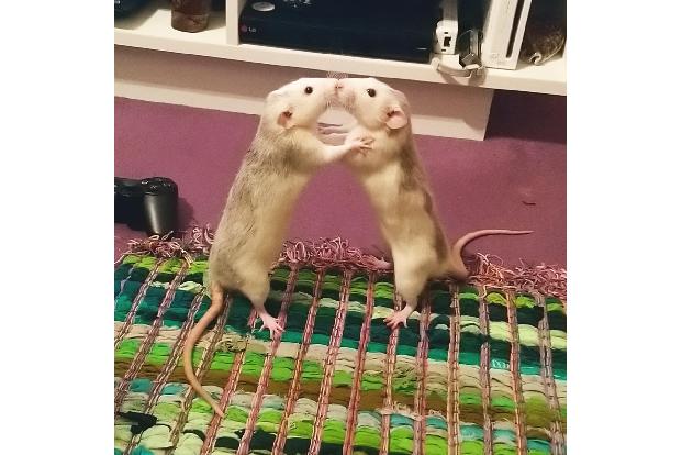 Memphis Morey / Animal Friends Comedy Pet Photo Awards