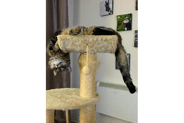 Corrine (Corinna Hardware) / Animal Friends Comedy Pet Photo Awards