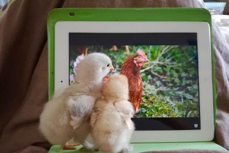 Sophie Bonnefoi/ Animal Friends Comedy Pet Photo Awards