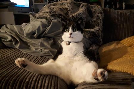 Mike Batho/ Animal Friends Comedy Pet Photo Awards