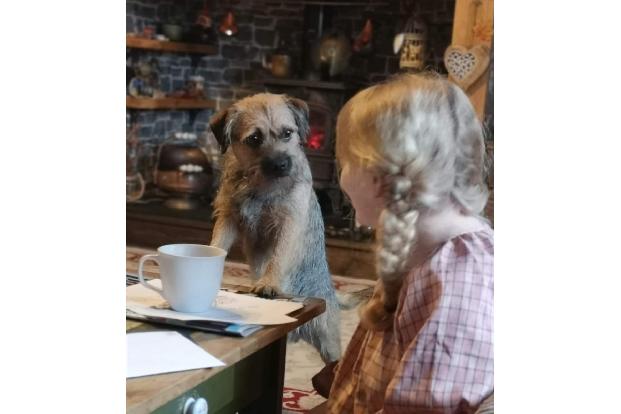 Melanie Allen/ Animal Friends Comedy Pet Photo Awards