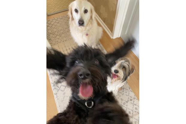 Mollie Cheary / Animal Friends Comedy Pet Photo Awards