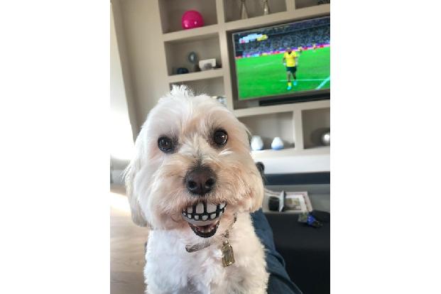 Sylvie Walker / Animal Friends Comedy Pet Photo Awards