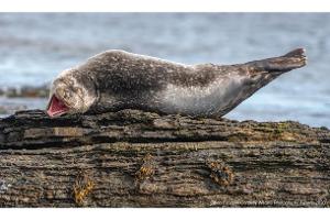 Comedy Wildlife Photography Awards 2020 grinsender Fisch