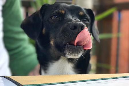 Apps für Hundebesitzer: Leckerli, Training und mehr