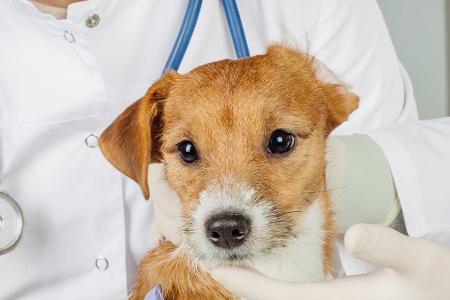 Apps für Hundebesitzer: Leckerli, Training und mehr