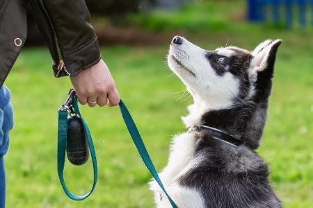 Apps für Hundebesitzer: Leckerli, Training und mehr