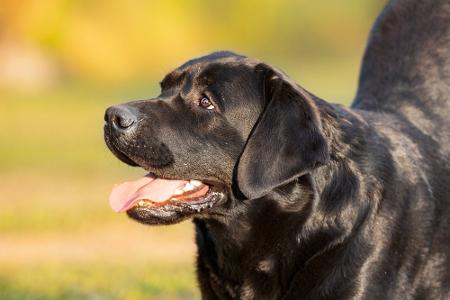 Apps für Hundebesitzer: Leckerli, Training und mehr
