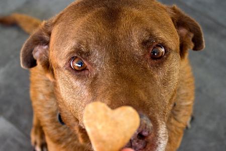 Apps für Hundebesitzer: Leckerli, Training und mehr