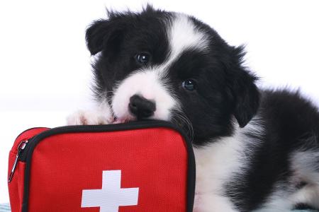 Apps für Hundebesitzer: Leckerli, Training und mehr