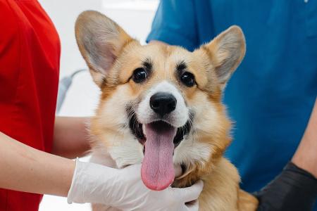 Apps für Hundebesitzer: Leckerli, Training und mehr