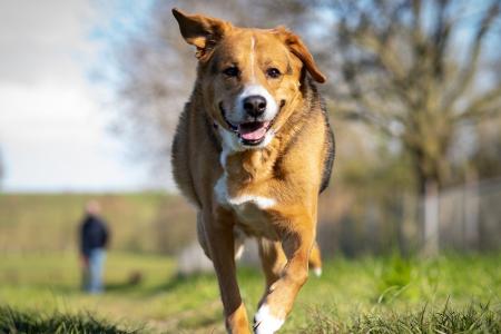 Apps für Hundebesitzer: Leckerli, Training und mehr