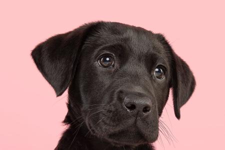 Apps für Hundebesitzer: Leckerli, Training und mehr