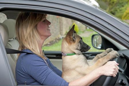 Lustig anzusehen, aber sicher nicht die korrekte Form einen Hund im Auto zu transportieren.