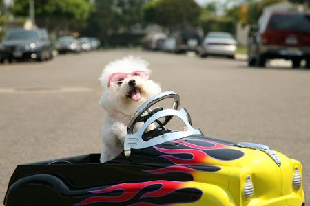 Spaß für den Menschen, aber auch für den Hund? Ein Pudel im Tretauto.