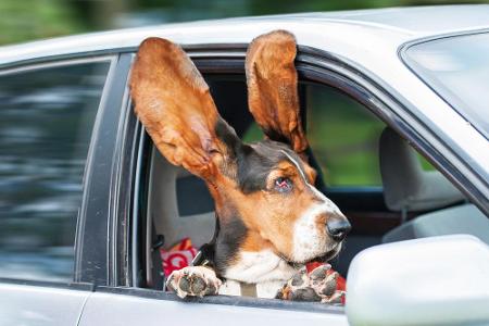 Sonst sieht ein Basset Hound ja immer ein wenig traurig aus. Dieser Eindruck verweht durch die per Fahrwind aufgestellten Ri...