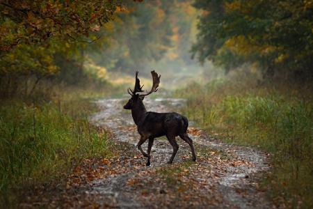 Eine große Gefahr stellt der Wildwechsel da. Vor allem in der Morgen- und Abenddämmerung überqueren die Tiere oft die Straße...