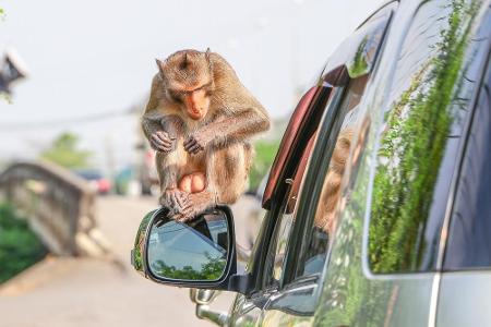 Der Klassiker: Freche Affen in Tierparks, die mit dem Auto befahren werden dürfen. Hier in Thailand. Zumeist haben Sie nur e...