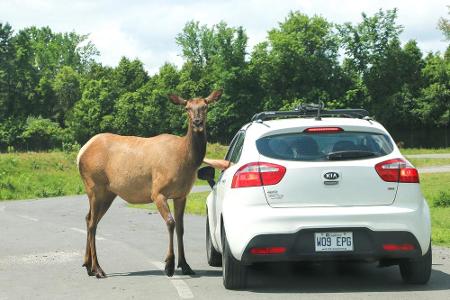 Hirsche mögen Kias? Scheint so zu sein, wie dieses Bild aus einem Safari-Park im kanadischen Quebec beweist.