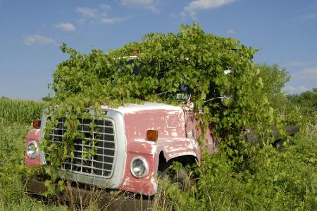 Noch ein Sommer, und von diesem Truck ist nichts mehr zu sehen.