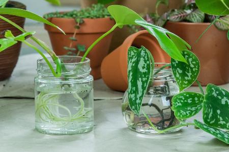 Zimmerpflanzen vermehren: Die besten Tipps und Tricks