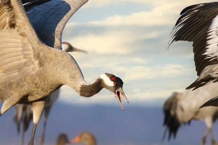 Diese Abenteuer können Urlauber in Skandinavien erleben