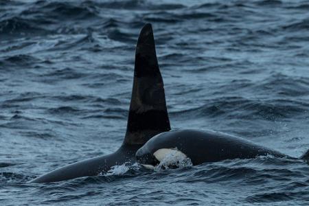 Diese Abenteuer können Urlauber in Skandinavien erleben