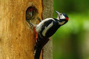 Vögel beobachten: Die besten Tipps und Tricks für Einsteiger