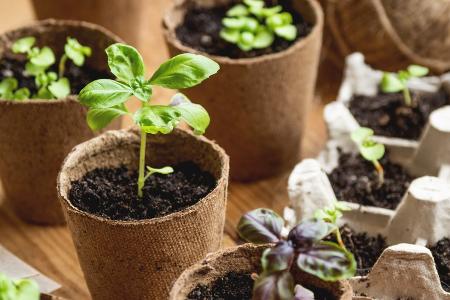 Pflanzen vorziehen: So klappt es mit Gemüse, Kräutern und Co.