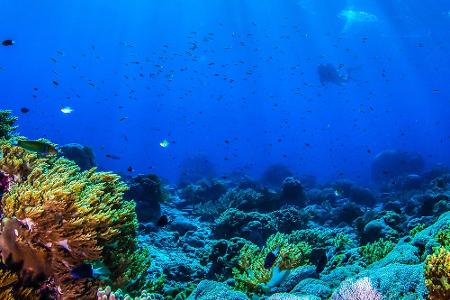 Leben Unterwasser: Die schönsten Bilder aus der Tiefe