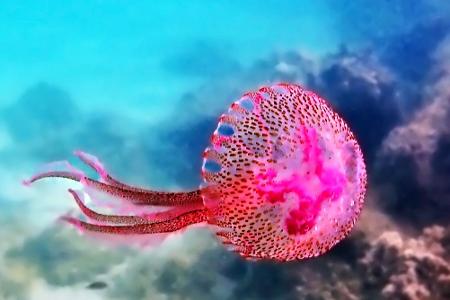 Leben Unterwasser: Die schönsten Bilder aus der Tiefe