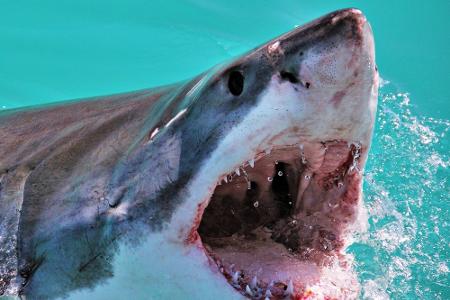 Leben Unterwasser: Die schönsten Bilder aus der Tiefe