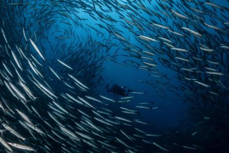 Leben Unterwasser: Die schönsten Bilder aus der Tiefe