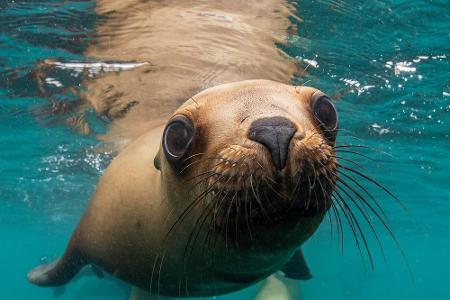 Leben Unterwasser: Die schönsten Bilder aus der Tiefe