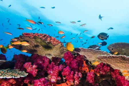 Leben Unterwasser: Die schönsten Bilder aus der Tiefe