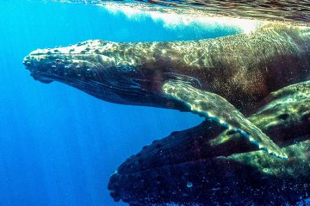 Leben Unterwasser: Die schönsten Bilder aus der Tiefe