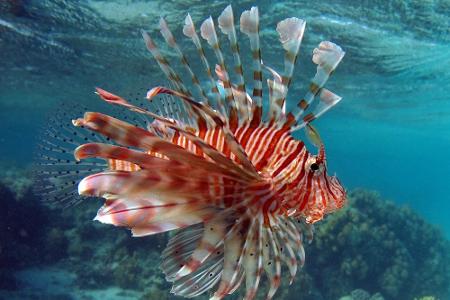 Leben Unterwasser: Die schönsten Bilder aus der Tiefe