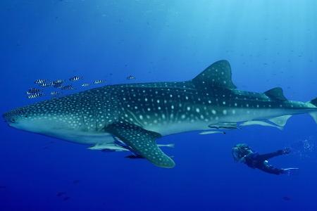 Leben Unterwasser: Die schönsten Bilder aus der Tiefe