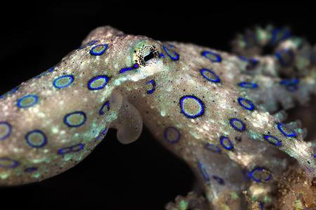 Leben Unterwasser: Die schönsten Bilder aus der Tiefe