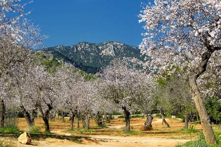 Wo sich der Frühling in seiner schönsten Pracht präsentiert