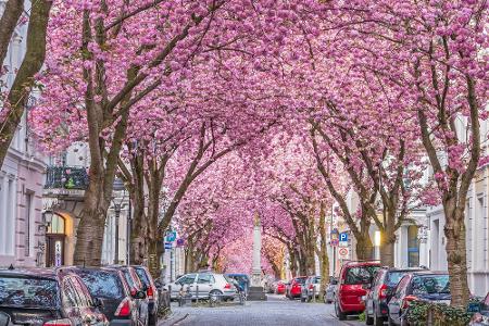 Wo sich der Frühling in seiner schönsten Pracht präsentiert